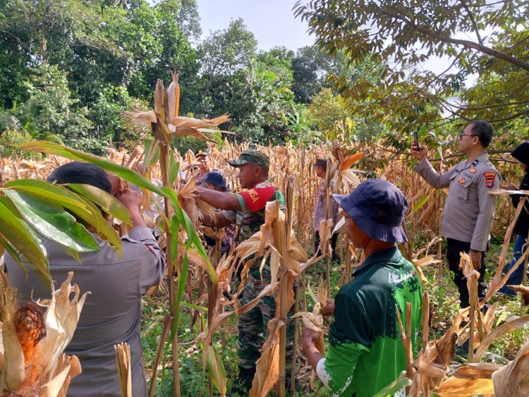 Babinsa Koramil 0102/Cadasari Hadiri Panen Raya Jagung Hibrida Bersama Forkopimcam Cadasari dan Poktan Taman Jaya 2