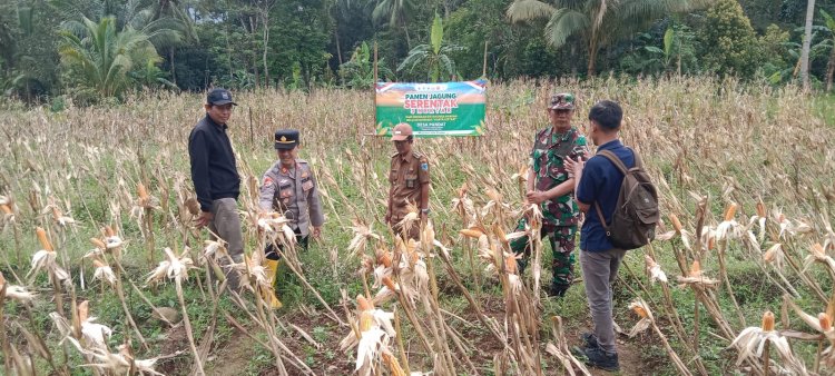 Pendampingan Panen Jagung dalam Rangka Ketahanan Pangan oleh Danramil 0105/Mandalawangi