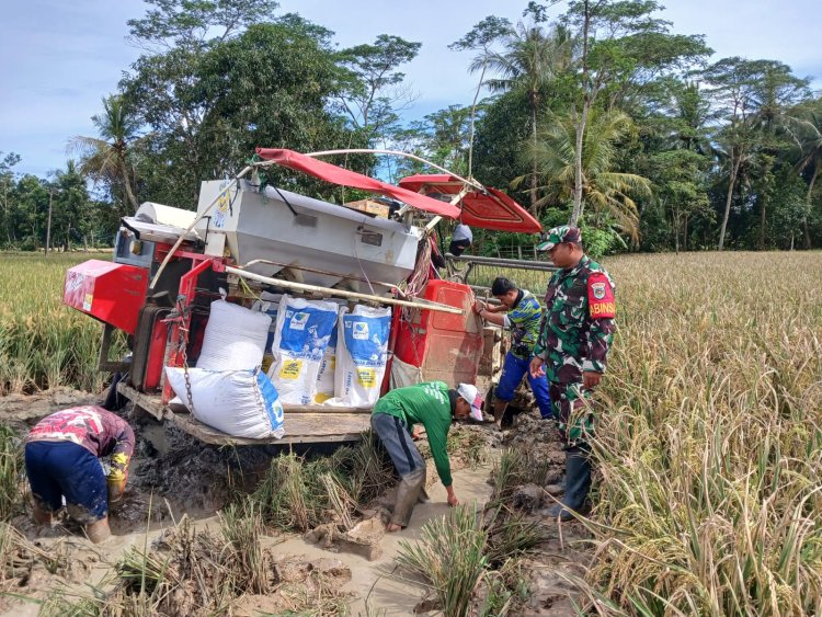 Serda Wasim Babinsa Koramil 0116/Cikeusik Dampingi Petani dalam Kegiatan Penyerapan Gabah di Desa Sumurbatu