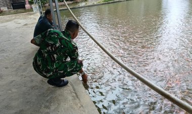 BABINSA KORAMIL 0103/BANJAR LAKSANAKAN PENGECEKAN KETAPANG BIDANG TERNAK IKAN NILA BERSAMA KEPALA DESA BANJAR