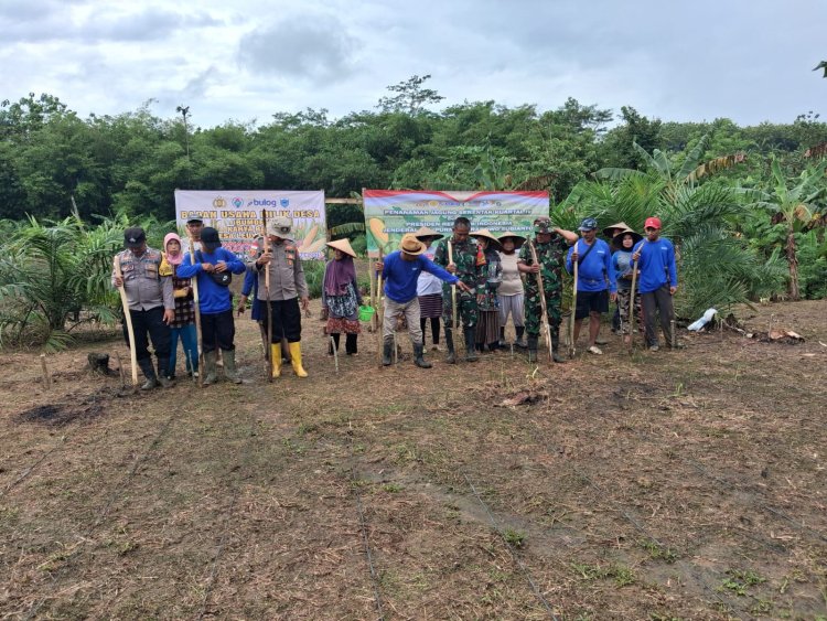 Danramil 0116/ Cikeusik Pimpin Acara Penanaman Jagung Serentak Kuartal IV di Lahan Garapan Bumdes Karya Bakti Desa Leuwibalang