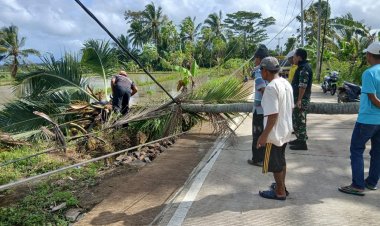 BABINSA KORAMIL 0104/CIMANUK BERSAMA BPBD PANDEGLANG SIGAP TANGANI POHON KELAPA TUMBANG YANG MENGHALANGI AKSES JALAN