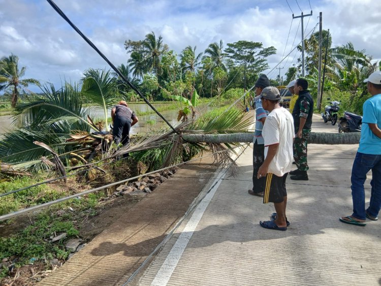 BABINSA KORAMIL 0104/CIMANUK BERSAMA BPBD PANDEGLANG SIGAP TANGANI POHON KELAPA TUMBANG YANG MENGHALANGI AKSES JALAN