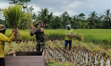 Pendampingan Panen Padi oleh Serka H. Situmorang Babinsa Koramil 0103/Banjar di Desa Banjar