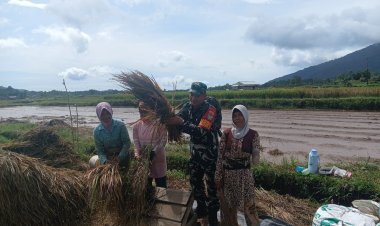 Babinsa Koramil 0105/Mandalawangi Laksanakan Monitoring Panen Padi Bersama Poktan Sinar Harapan 1