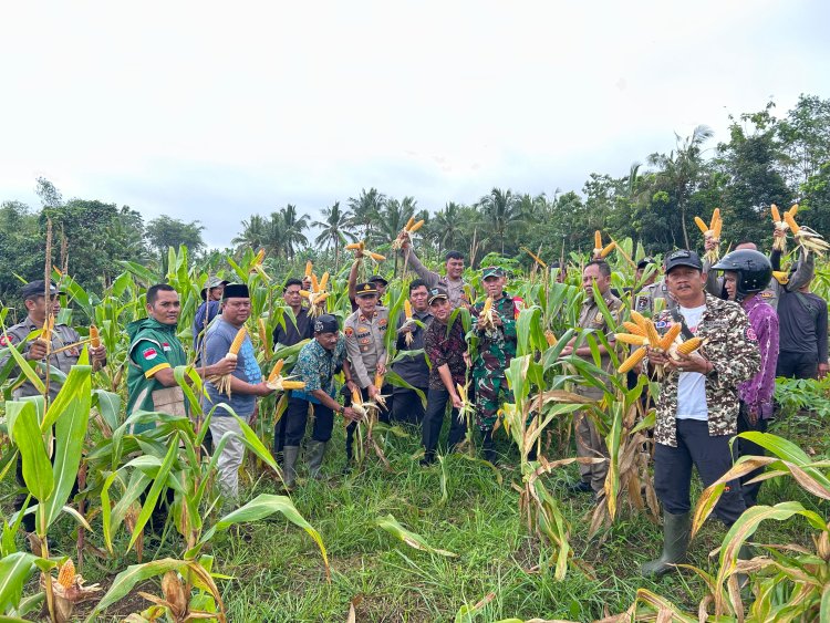 DANRAMIL 0109/MUNJUL HADIRI PANEN JAGUNG DI DESA SUMUR LABAN, WUJUD DUKUNGAN KETAHANAN PANGAN
