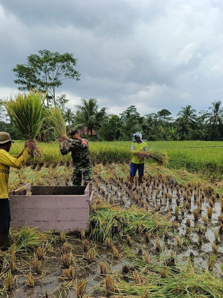 Pendampingan Panen Padi oleh Serka H. Situmorang Babinsa Koramil 0103/Banjar di Desa Banjar