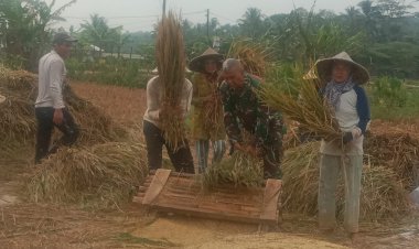 Serka Altaupik Babinsa Koramil 0105/Mandalawangi Laksanakan Pendampingan Ketapang Panen Padi di Desa Pandat