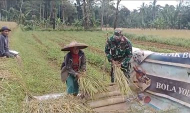 KORAMIL 0105/MANDALAWANGI  PENDAMPINGAN KETAHANAN PANGAN – PANEN PADI BERSAMA PETANI