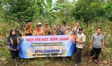 Serka Yusup Saepudin Babinsa Koramil 0103/Banjar Dampingi Panen Raya Jagung Kuartal IV di Desa Saninten