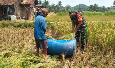 Sertu Ariadi Sagala Babinsa Koramil 0102/Cadasari Dampingi Petani dalam Kegiatan Panen Padi di Desa Gerendong