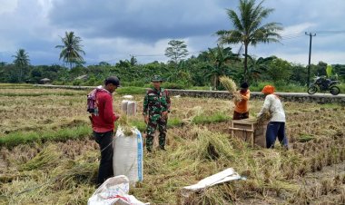 Serma Deden Wahyudin Babinsa Koramil 0104/Cimanuk Dampingi Petani Laksanakan Panen Padi sebagai Upaya Penguatan Ketahanan Pangan di Wilayah