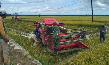 Serka Ade Rahmat Babinsa Koramil 0116/Cikeusik Dampingi Petani dalam Kegiatan Penyerapan Gabah di Kp. Pamatang