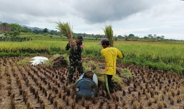 Sertu Dadan Sumpena Babinsa Koramil 0102/Cadasari Dampingi Petani Panen Padi di Kp. Cipatik, Setrajaya