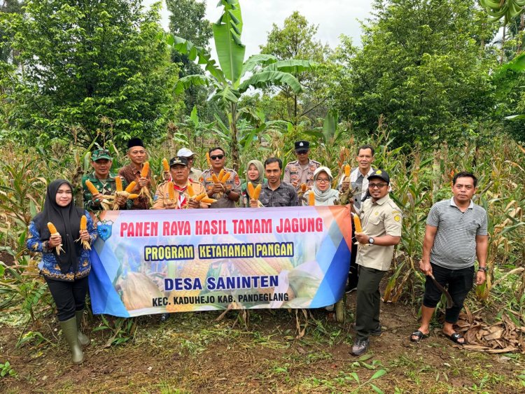 Serka Yusup Saepudin Babinsa Koramil 0103/Banjar Dampingi Panen Raya Jagung Kuartal IV di Desa Saninten
