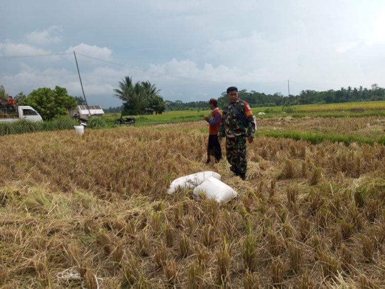 Sertu Sandi Suardi Babinsa Koramil 0104/Cimanuk Dampingi Petani dalam Kegiatan Ketapang Panen Padi di Desa Curugbarang