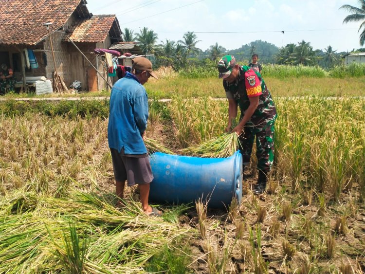 Sertu Ariadi Sagala Babinsa Koramil 0102/Cadasari Dampingi Petani dalam Kegiatan Panen Padi di Desa Gerendong