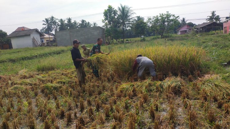 Kopka Yogi T Babinsa Koramil 0105/Mandalawangi Dampingi Petani Panen Padi di Desa Cikoneng