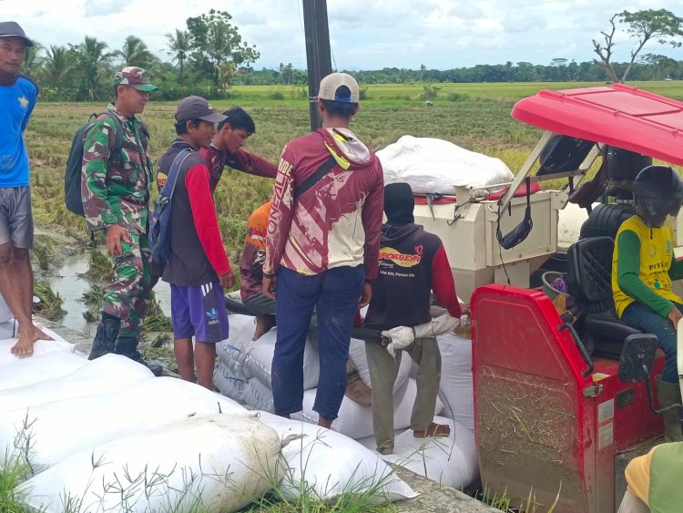 Pendampingan Pertanian Serka Ade Rahmat Babinsa Koramil 0116/Cikeusik dalam Penyerapan Gabah di Desa Umbulan