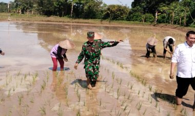 Danramil 0106/Menes Wakili Dandim 0601/Pandeglang Hadiri Program Percepatan Penanaman Padi dari Kementerian Pertanian di Desa Kubang Kondang