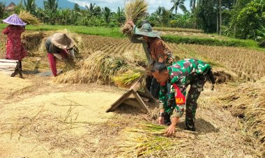 Babinsa Koramil 0105/Mandalawangi Laksanakan Pendampingan Hanpangan Panen Padi Bersama Poktan di Desa Kurungkambing
